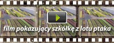 Zobacz film